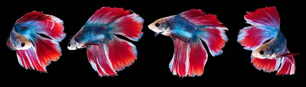 Ritratto Bellissimo Pesce Betta Vivo Acqua Limpida Gente Nutre Come — Foto Stock