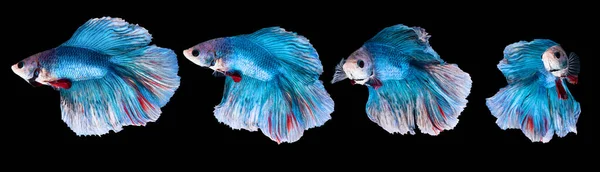 물에서 아름다운 물고기의 사람들 동물로 기르는 — 스톡 사진