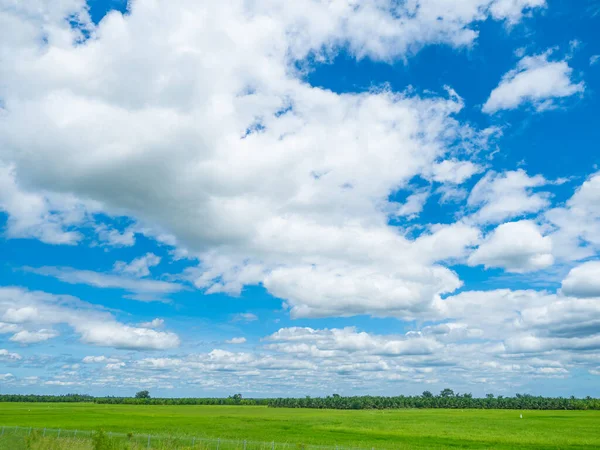 Vacker Utsikt Över Grönt Ris Fält Med Moln Blå Himmel — Stockfoto