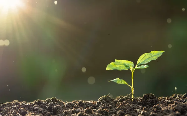 Scheut Van Baby Plant Planten Openlucht Boerderij Groen Concept — Stockfoto