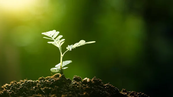 Scheut Van Baby Plant Planten Openlucht Boerderij Groen Concept — Stockfoto