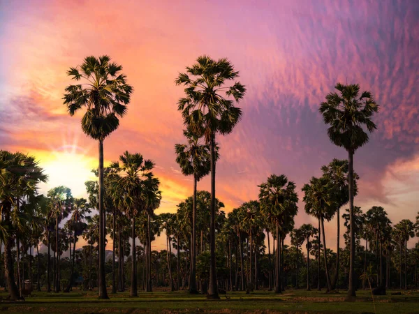 Silhouet Van Palmbomen Het Veld Tegen Kleurrijke Zonsondergang Hemel Achtergrond — Stockfoto