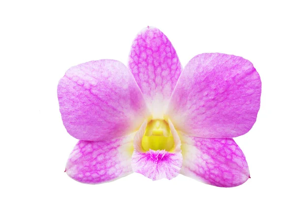 Güzel Pembe Orkide Çiçeği Beyaz Arkaplanda Izole Edilmiş Çok Yüksek — Stok fotoğraf