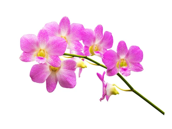Belle Fleur Orchidée Rose Isolée Sur Fond Blanc Détails Très — Photo