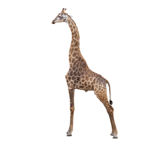 Portrait Giraffe Full Body Isolated White Backgroun — Stock Photo, Image