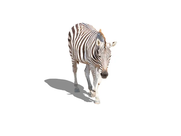 portrait of zebra isolated on white with its shodow, animal wildlife adapt their life to survive in the forest natur