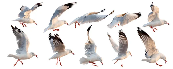Series Flying Seagull Bird Actions Isolated White Habitat Nature Animal — Stock Photo, Image