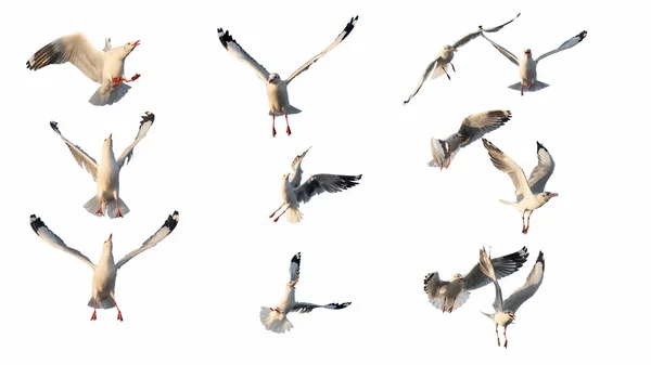 Ritratto Bellissimo Gabbiano Uccello Isolato Bianco Fauna Selvatica Animale Adattare — Foto Stock