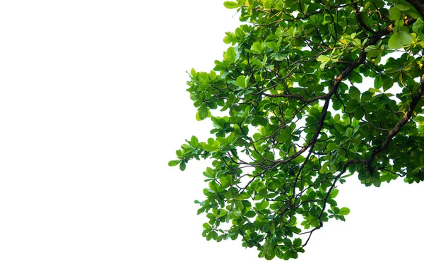 Hoja Árbol Planta Tropical Textura Hojas Pequeñas Para Diseño Tarjetas —  Fotos de Stock