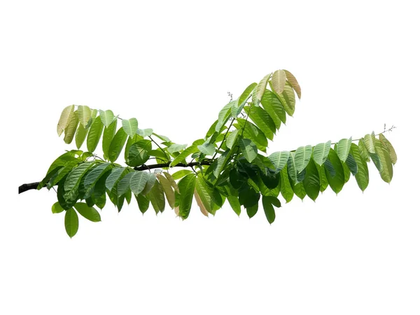Hoja Árbol Planta Tropical Después Lluvia Textura Hojas Pequeñas Para —  Fotos de Stock
