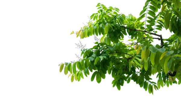 Folha Árvore Planta Tropical Após Chuva Textura Folhas Pequenas Para — Fotografia de Stock
