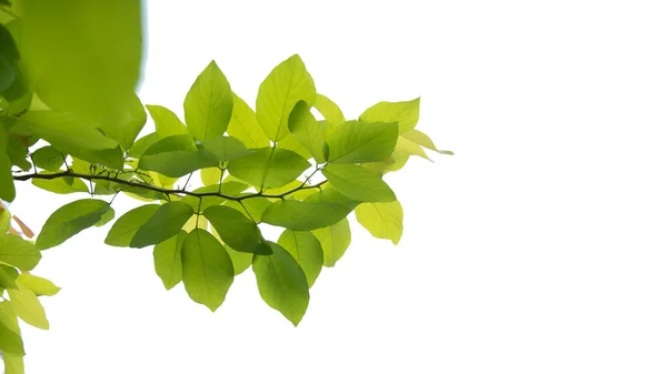 식물의 나뭇잎 디자인 아이디어를 — 스톡 사진