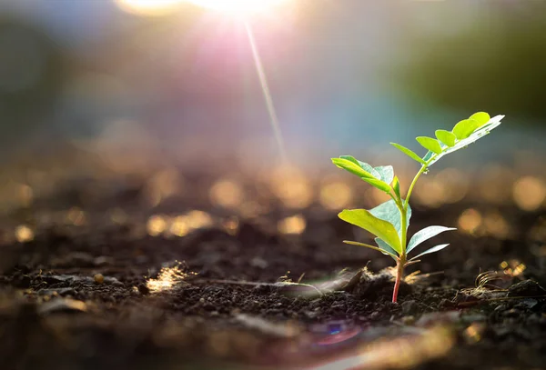 Grön Färsk Planta Plantering Suddig Bakgrund Grön Groddar För Ekologi Stockbild