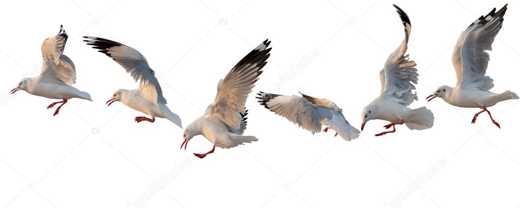 series of flying bird seagull on habitat nature, animal wildlife adapt their life to survive in the sea, isolated on whit