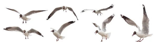 Common Seagull Flying Actions Isolated White Backgroun — Stock Photo, Image