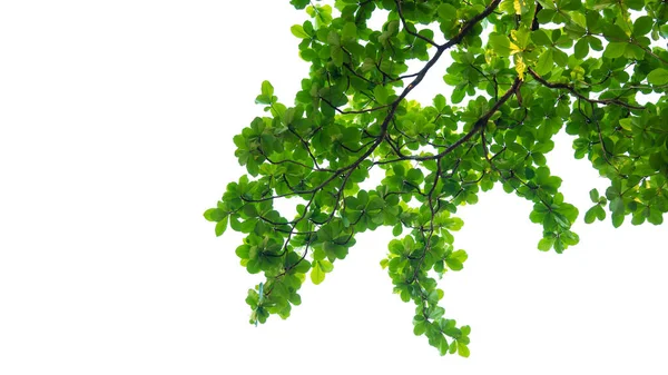 Δέντρο Φύλλα Τροπικού Φυτού Υφή Μικρών Φύλλων Για Σχεδιασμό Ευχετήριων — Φωτογραφία Αρχείου