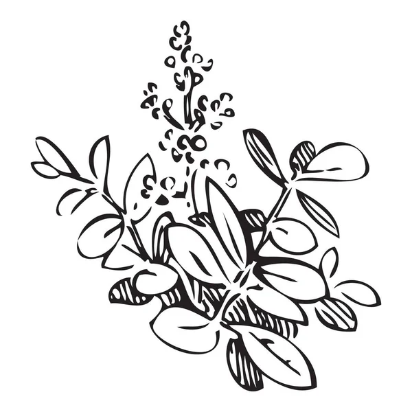 Hand Drawn Bush Whith Flowers Branches Leaves Meadow Plant Engraving — Image vectorielle