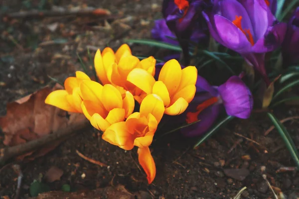 Parktaki güzel kır çiçekleri, yaklaşın.               