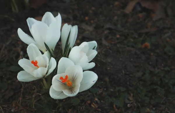 Parktaki güzel kır çiçekleri, yaklaşın.               