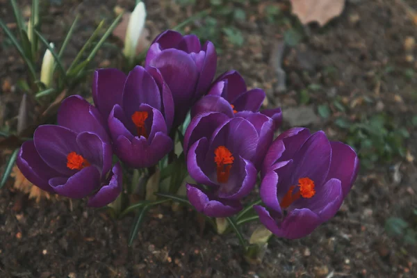 Parktaki güzel kır çiçekleri, yaklaşın.               