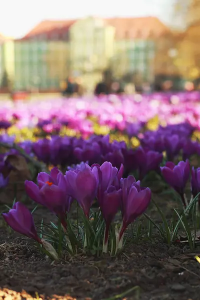 Piękne Kwiaty Krokusa Parku Zbliżenie — Zdjęcie stockowe