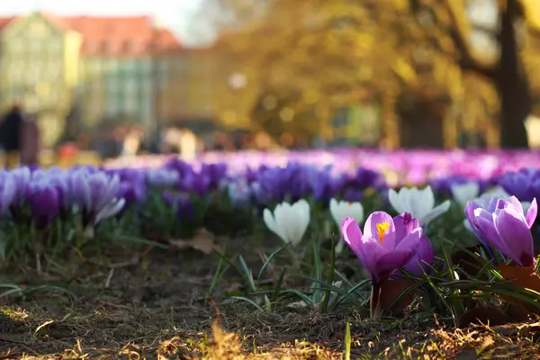 Parktaki güzel kır çiçekleri, yaklaşın.               