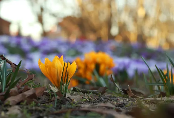 Parktaki güzel kır çiçekleri, yaklaşın.               