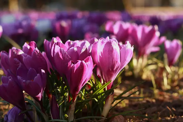 Parktaki güzel kır çiçekleri, yaklaşın.               
