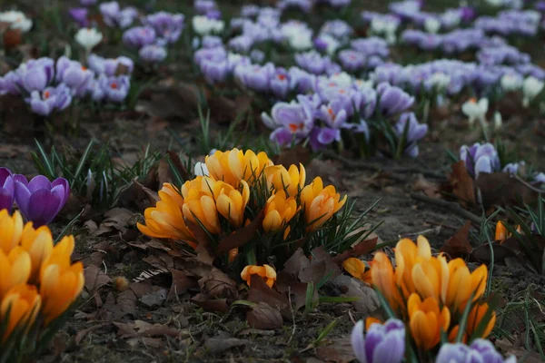 Parktaki güzel kır çiçekleri, yaklaşın.               