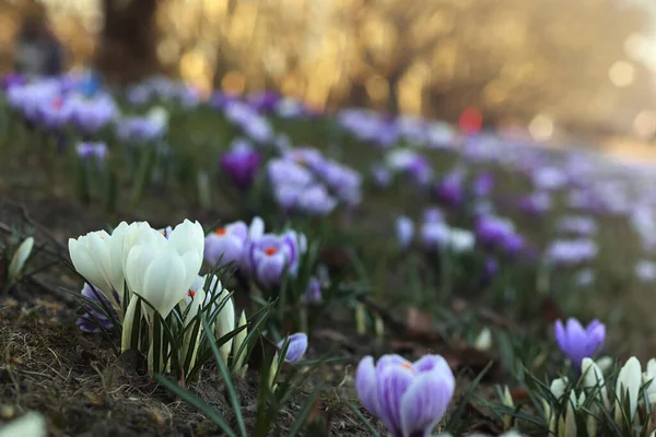 Parktaki güzel kır çiçekleri, yaklaşın.               