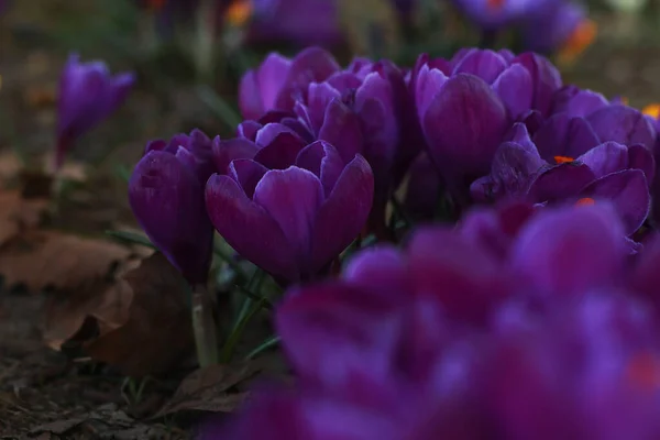 Belles Fleurs Crocus Dans Parc Gros Plan — Photo