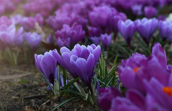 Parktaki güzel kır çiçekleri, yaklaşın.               