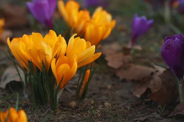 Parktaki güzel kır çiçekleri, yaklaşın.               
