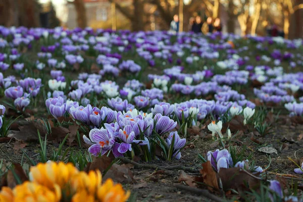 Parktaki güzel kır çiçekleri, yaklaşın.               