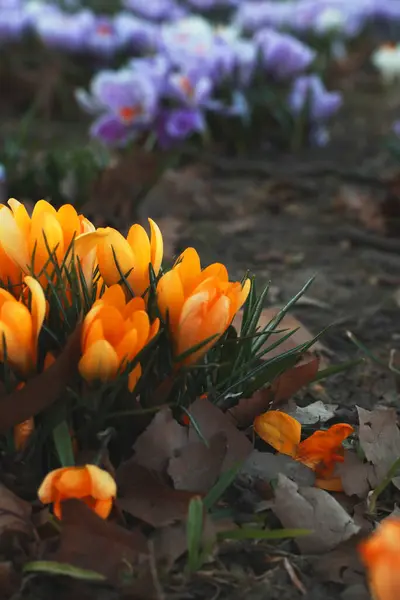 Parktaki güzel kır çiçekleri, yaklaşın.               