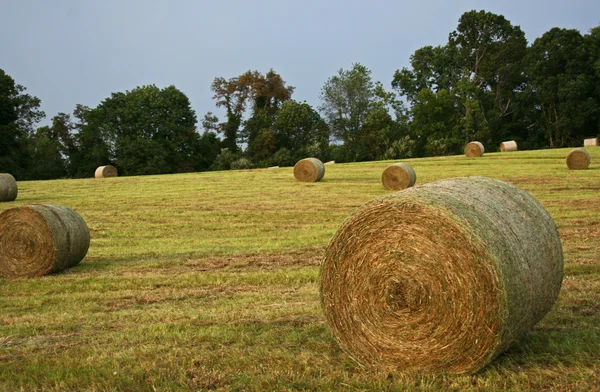 Hay Bales in a Field — Stock Photo, Image