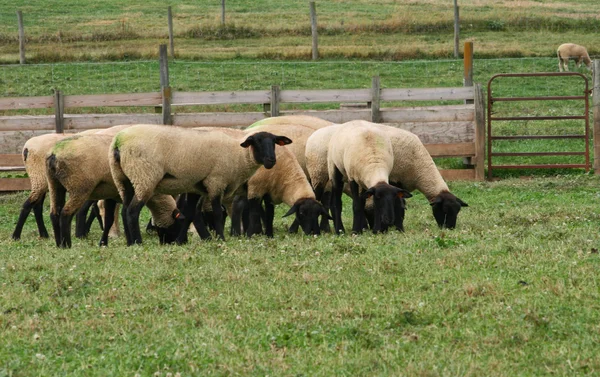 Herd of Black-faced sheep