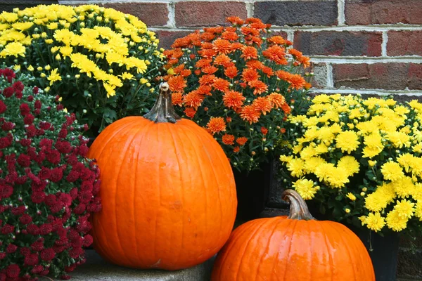 Deux citrouilles orange avec des chrysanthèmes — Photo