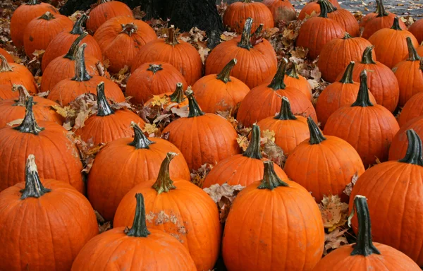 Many Pumpkins — Stock Photo, Image