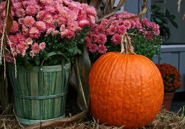 Pink Chrysanthemums with a Pumpkin — Stock Photo, Image