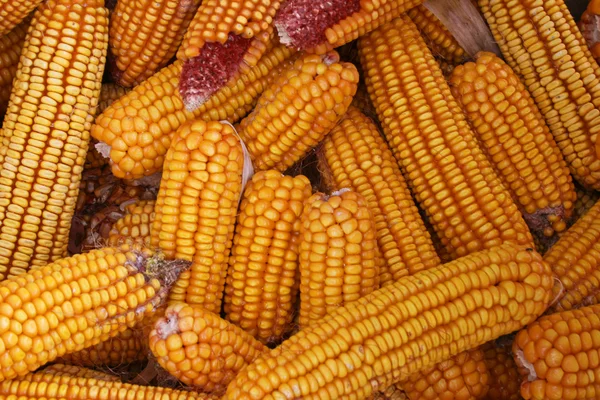 Сухие кукурузные початки — стоковое фото