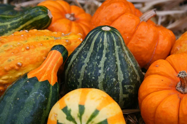 Gourdes et citrouilles colorées — Photo