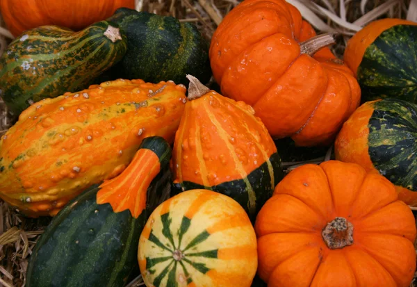 Colorful Pumpkins and Gourds — Stock Photo, Image