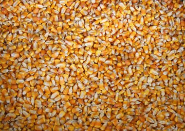 Field-corn Kernels Background clipart