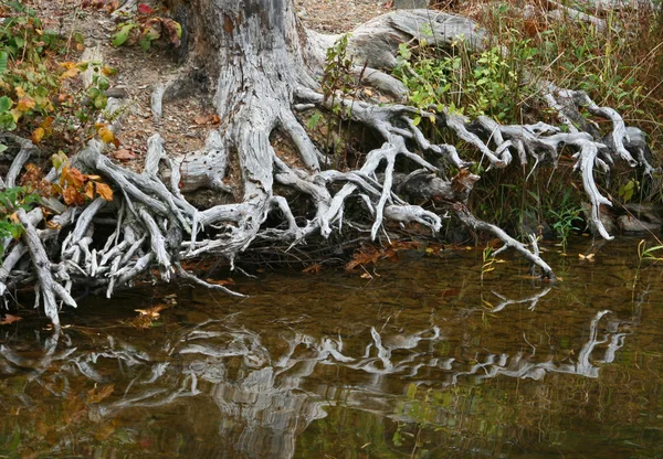Racines d'arbre blanc réfléchies — Photo