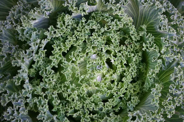 Ornamental Cabbage — Stock Photo, Image