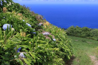 Sao Miguel adasının tipik çiçekleri, Azores