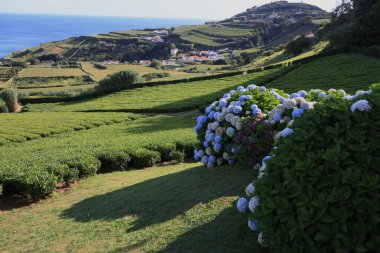 Sao Miguel Adası 'nın muhteşem ortancaları, Azores