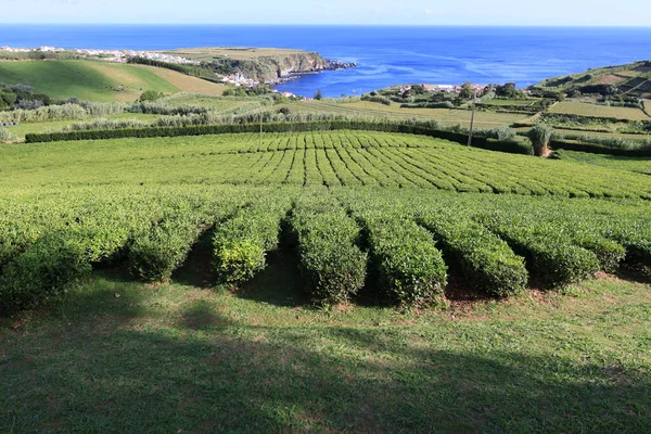 Porto Formoso 'daki çay tarlaları, Sao Miguel Adası, Azores