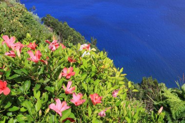 Sao Miguel adasının yamaçlarında güzel çiçekler, Azores